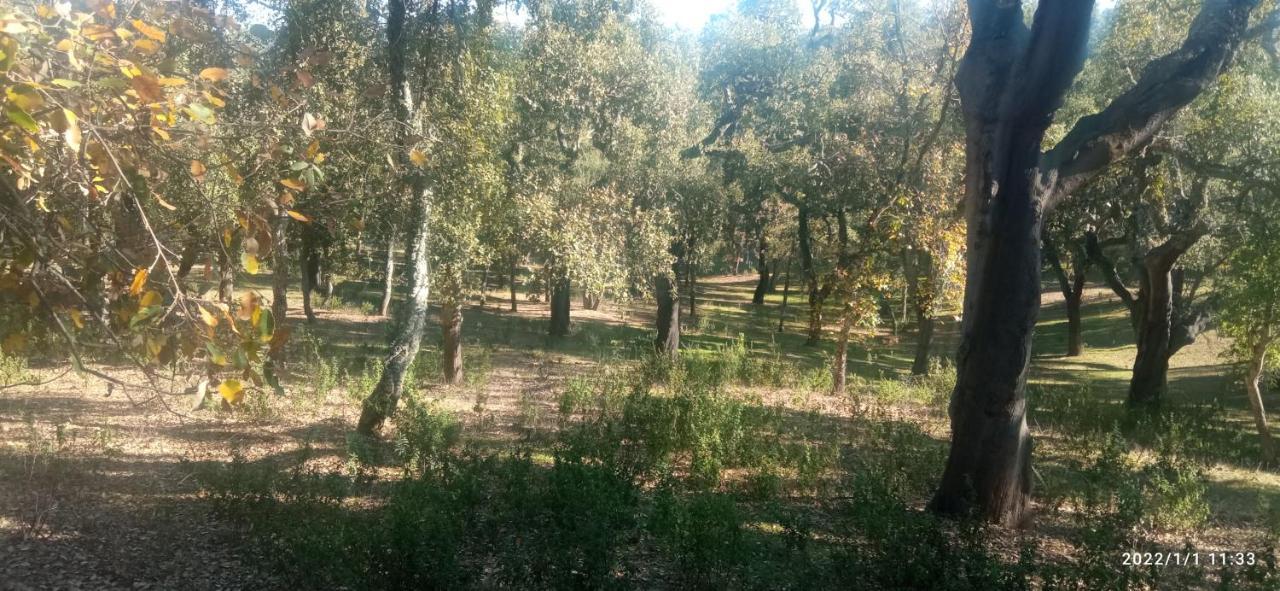 Penasquitos Cazalla de la Sierra